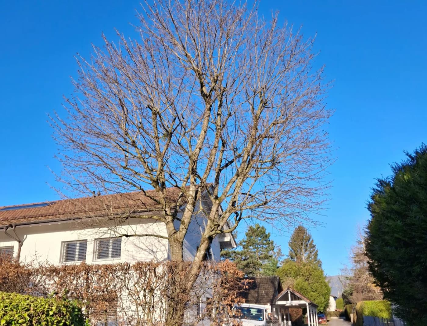 Arbre avant la taille, branches denses
