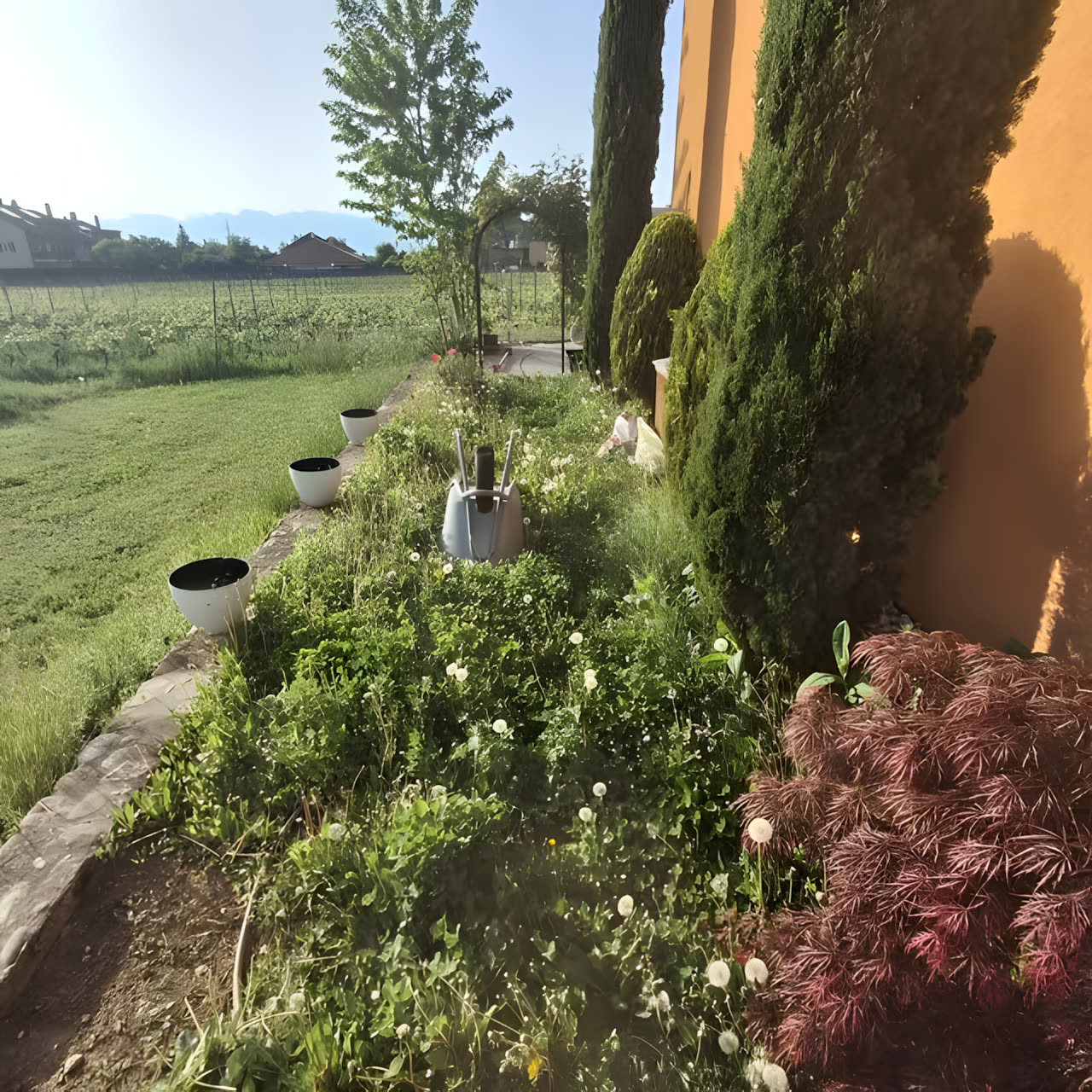 Jardin entretenu le long d'une maison, avec conifères et massifs